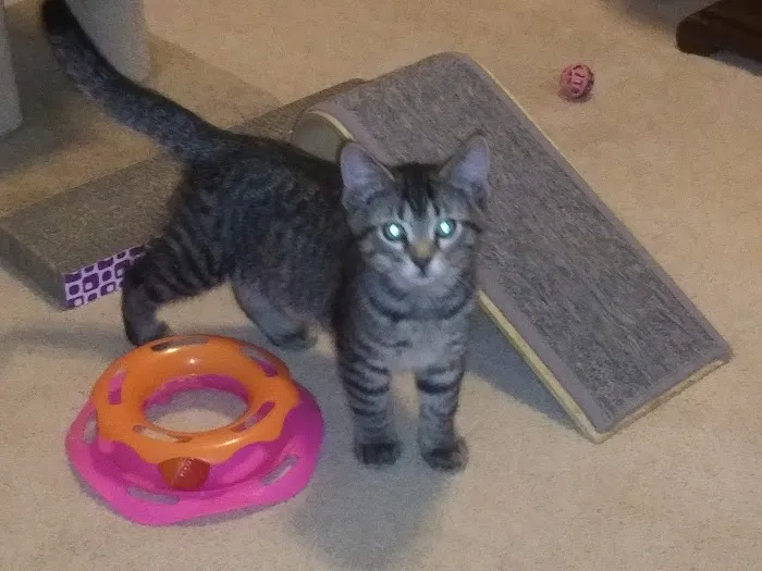 North Alabama Spay Neuter 12