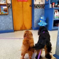 Northway Animal Hospital ico