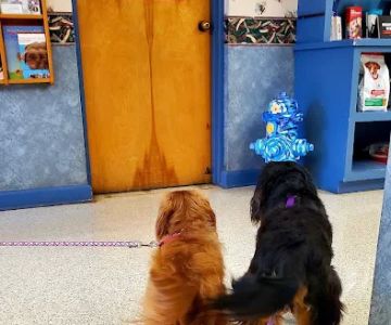 Northway Animal Hospital
