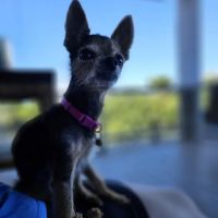 Huntsville Animal Clinic ico