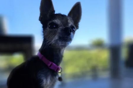 Huntsville Animal Clinic