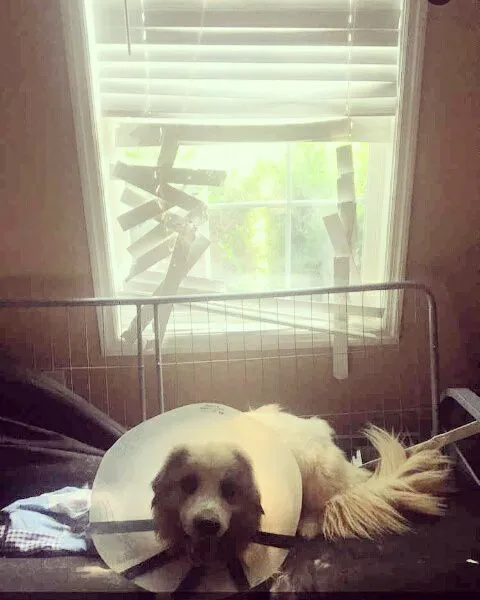 Huntsville Animal Clinic 12