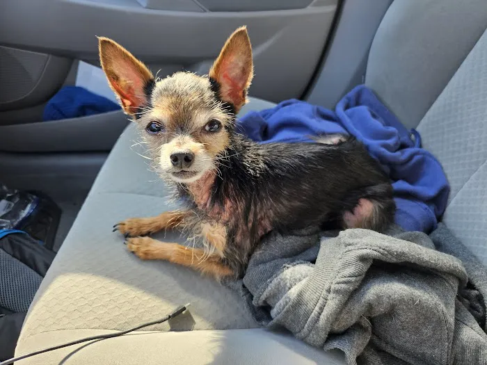 Huntsville Animal Clinic 12