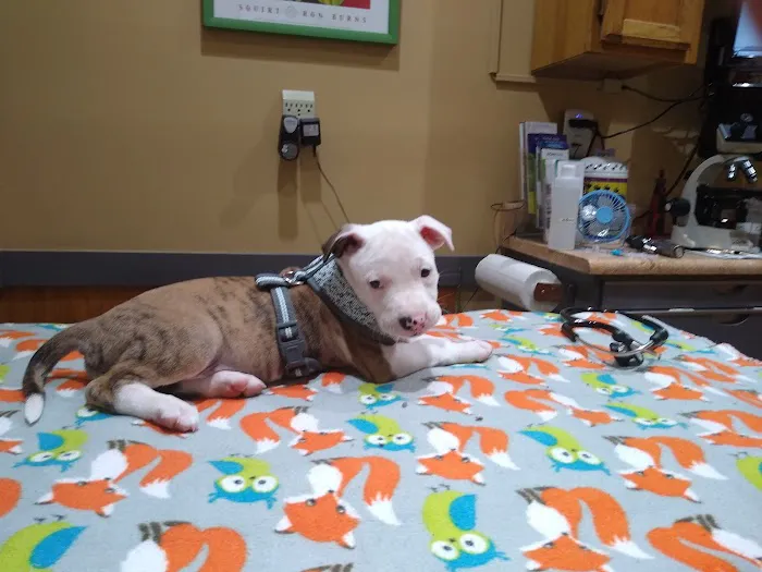 Huntsville Animal Clinic 12