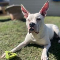 McCurdy Animal Hospital ico