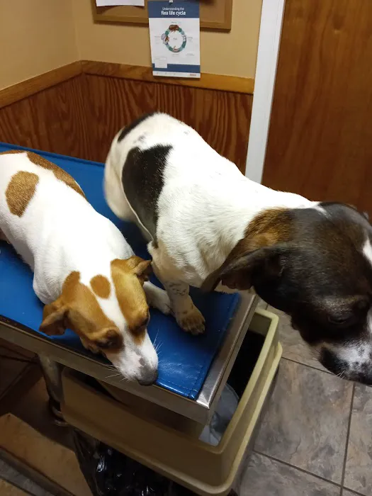 Huntsville Pet Vet 12
