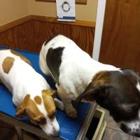 Huntsville Pet Vet ico
