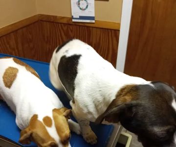 Huntsville Pet Vet