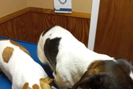 Huntsville Pet Vet