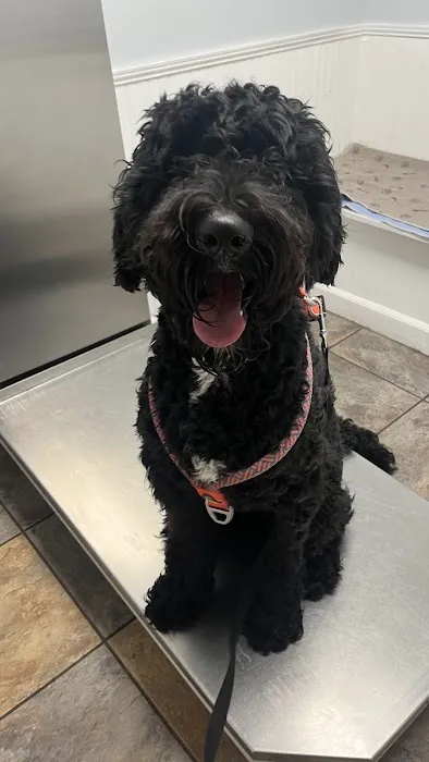 Huntsville Pet Vet 12