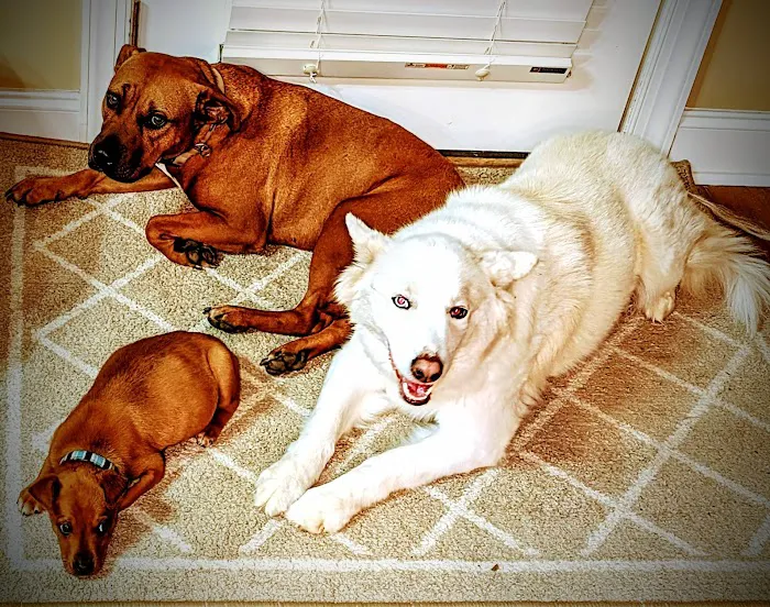 Huntsville Pet Vet 12