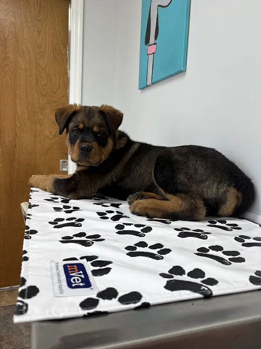 Huntsville Pet Vet 12