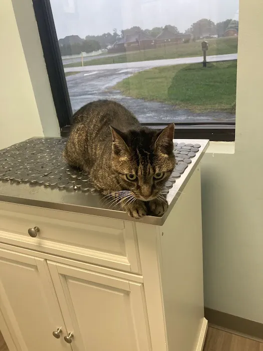 Meridianville Pet Hospital 8