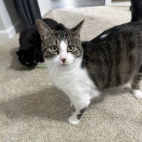 Animal Hospital of North Alabama, Paws & Claws Pet Lodge ico