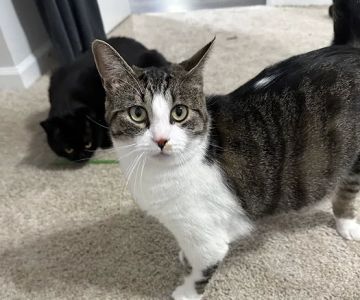 Animal Hospital of North Alabama, Paws & Claws Pet Lodge