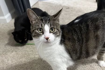 Animal Hospital of North Alabama, Paws & Claws Pet Lodge