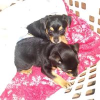 Animal Clinic of Eagle Harbor ico