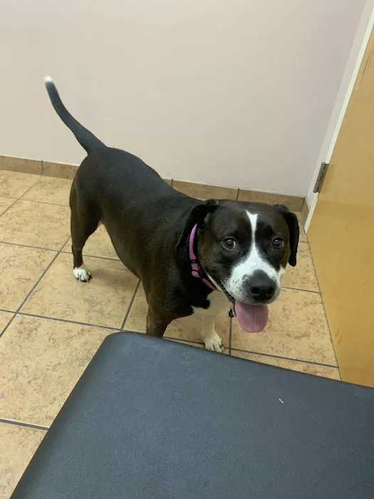 Animal Clinic of Eagle Harbor 12