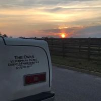 Oaks Veterinary Equine & Farm ico