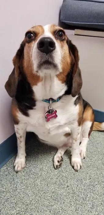 Nansemond Veterinary Clinic 12