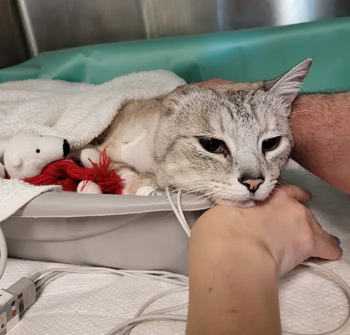 Centerville Animal Hospital 12
