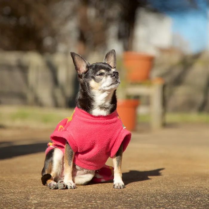Centerville Animal Hospital 12