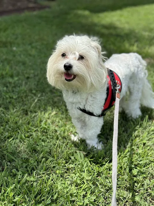 Centerville Animal Hospital 12