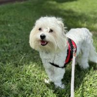 Centerville Animal Hospital ico