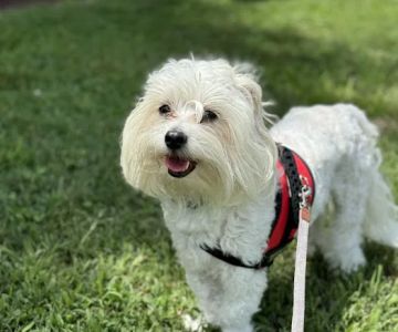 Centerville Animal Hospital