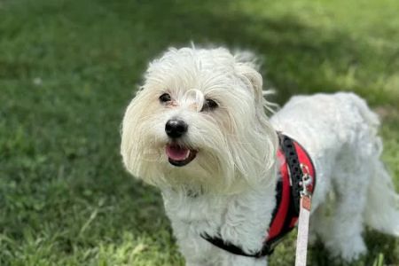 Centerville Animal Hospital