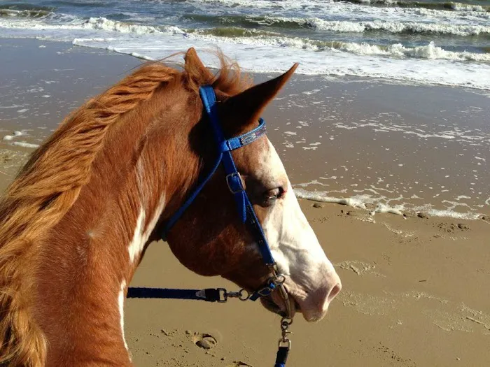 Coastal Equine Veterinary Services 12