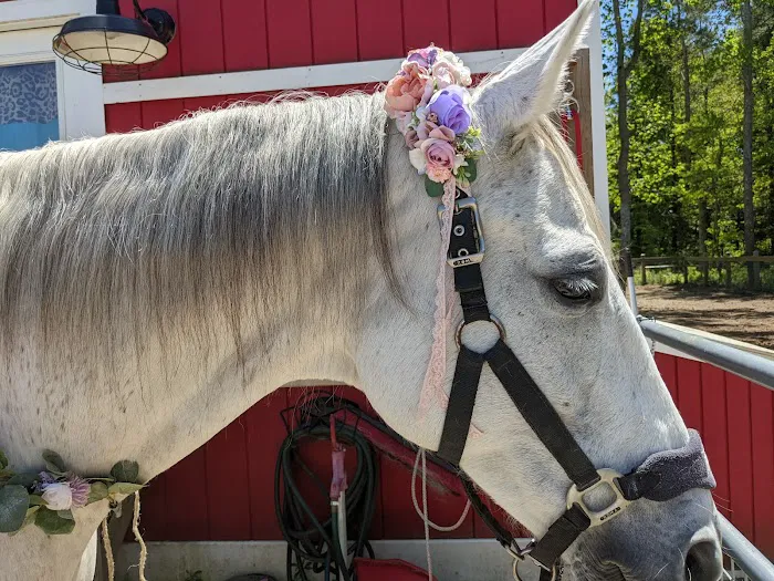 Coastal Equine Veterinary Services 12