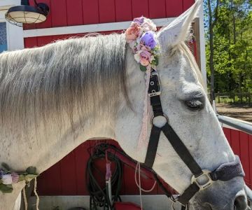 Coastal Equine Veterinary Services