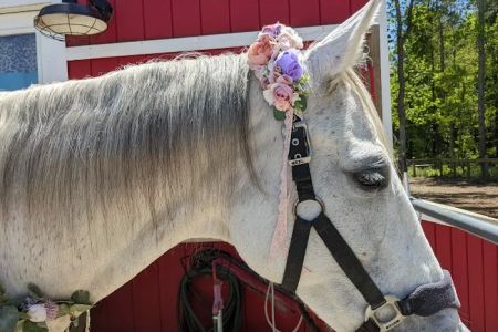 Coastal Equine Veterinary Services
