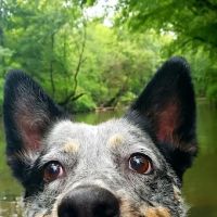 Westwood Animal Hospital ico