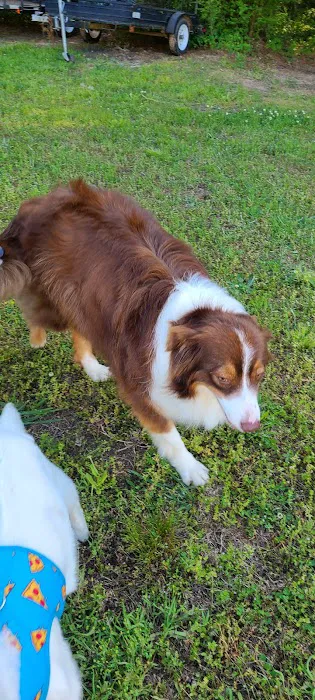 Westwood Animal Hospital 12