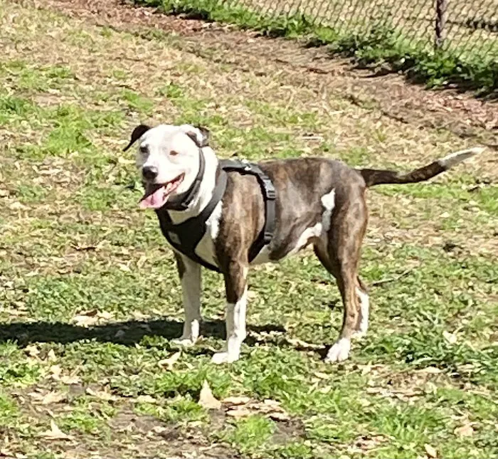 Westwood Animal Hospital 12
