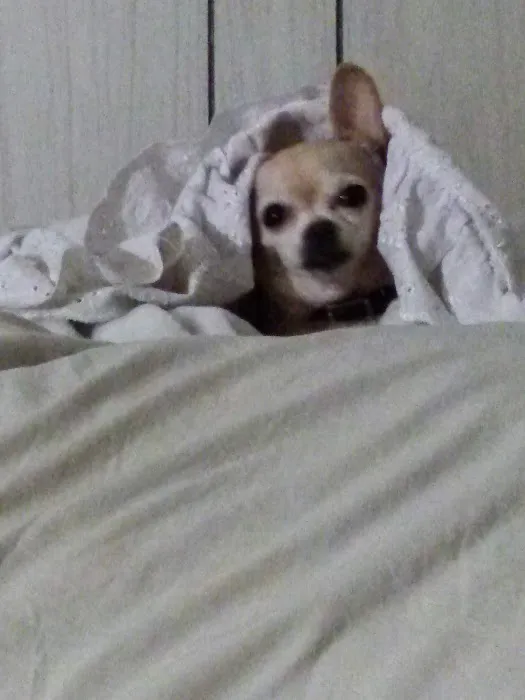 Westwood Animal Hospital: Marshall Paul DVM 12