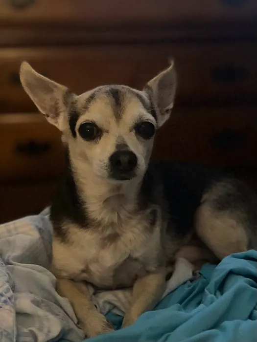 Westwood Animal Hospital: Marshall Paul DVM 12