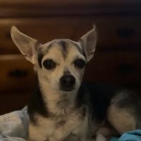 Westwood Animal Hospital: Marshall Paul DVM ico