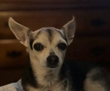 Westwood Animal Hospital: Marshall Paul DVM