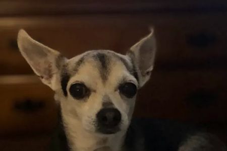 Westwood Animal Hospital: Marshall Paul DVM