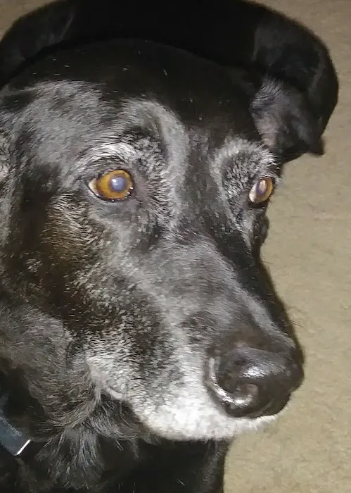 Westwood Animal Hospital: Marshall Paul DVM 12