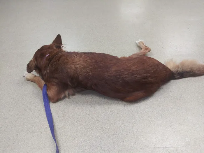 Westwood Animal Hospital: Marshall Paul DVM 12