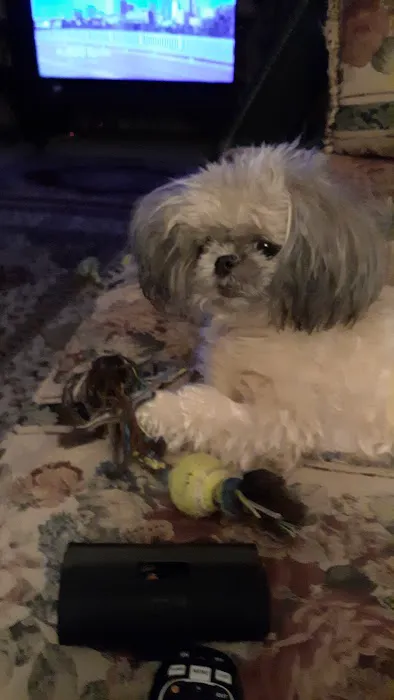 Westwood Animal Hospital: Marshall Paul DVM 12