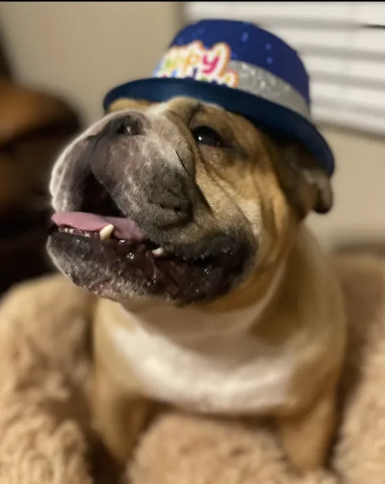 All Creatures Pet Hospital 12