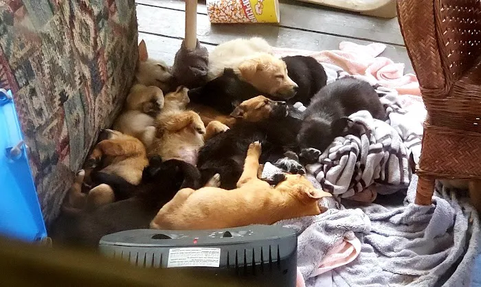 Mercy Animal Hospital 12