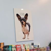 Mercy Animal Hospital ico