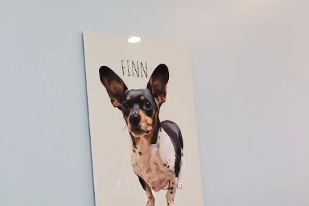 Mercy Animal Hospital