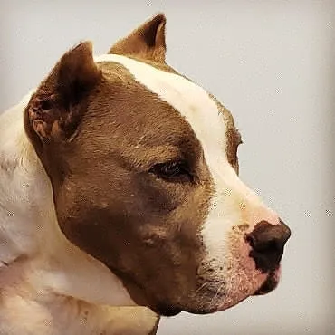 Mercy Animal Hospital 12